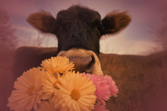 Pure Ingredients: How Lina Balms Work?